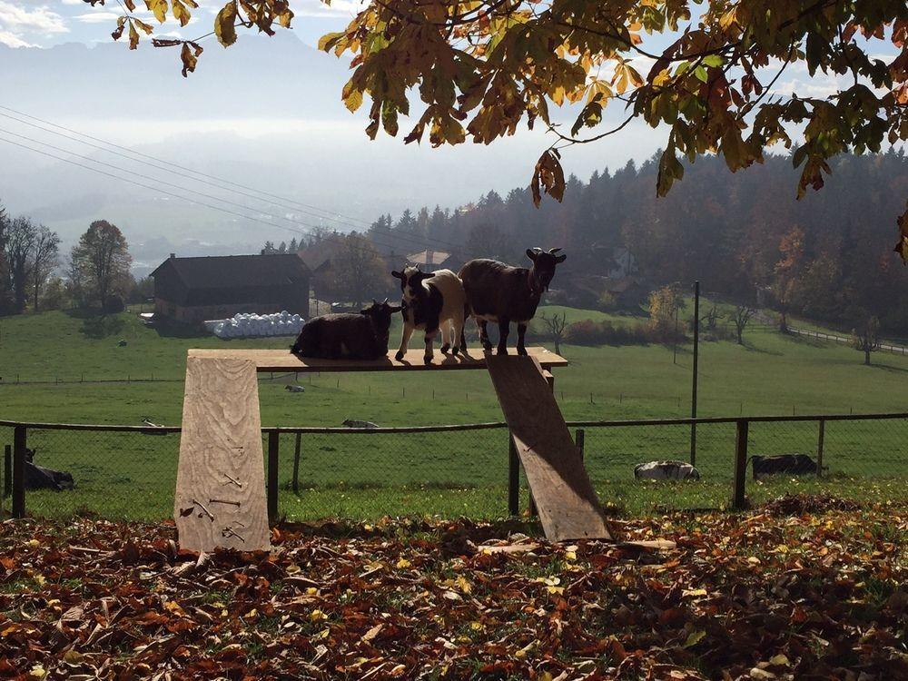 Landgasthof Santisblick Hotel Abtwil Exterior photo